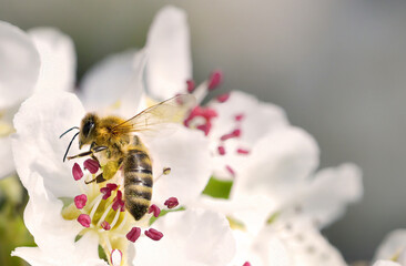 Biene auf Birnenblüte © Rebel