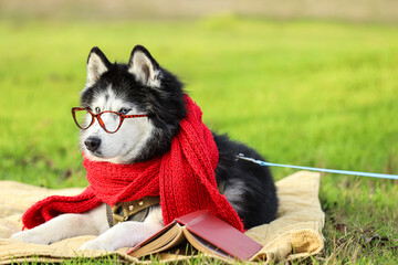Cute husky dog with warm scarf and book lying on blanket in autumn park © Pixel-Shot