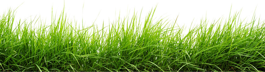 Obraz premium Green grass, lawn texture, natural background, grassy landscape