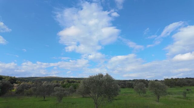 Orchard Panorama With Scattered Clouds And Soft Light, Lifestyle Farming Footage For Sustainable Brands, Olive