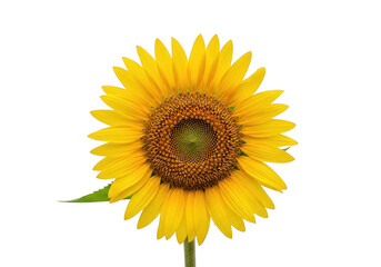 Obraz premium A vibrant yellow sunflower with a brown center and delicate petals. isolated on transparent background