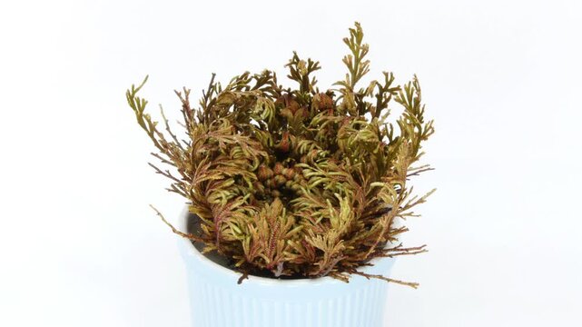 Time lapse of opening Rose of Jericho (Resurrection Plant or false Anastatica hierochuntica) on white background. Put dried Rose of Jericho plant into the water and it opens.