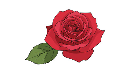 Fototapeta premium Single beautiful red rose in full bloom with green leaves is centered against a clean white background in a detailed vector style drawing.