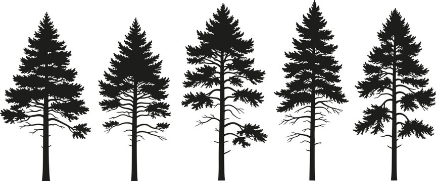 Pine tree silhouettes collection featuring tall evergreen conifer trees, detailed black isolated vector set for forest, winter landscape and nature design