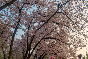 Naklejka premium Cherry blossoms are in full bloom at Qingchuan Pavilion Scenic Area in Wuhan, Hubei, China.