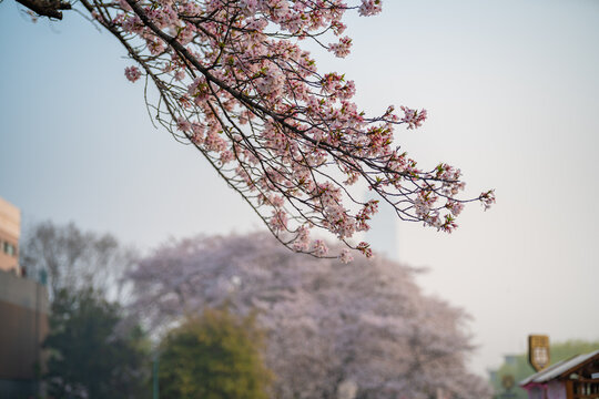 Cherry blossoms are in full bloom at Qingchuan Pavilion Scenic Area in Wuhan, Hubei, China.