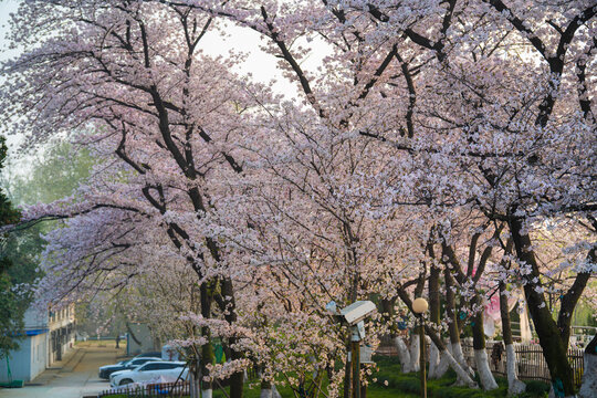 Cherry blossoms are in full bloom at Qingchuan Pavilion Scenic Area in Wuhan, Hubei, China.