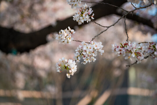 Cherry blossoms are in full bloom at Qingchuan Pavilion Scenic Area in Wuhan, Hubei, China.