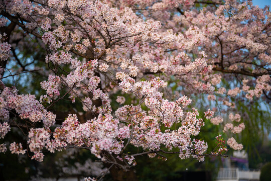 Cherry blossoms are in full bloom at Qingchuan Pavilion Scenic Area in Wuhan, Hubei, China.
