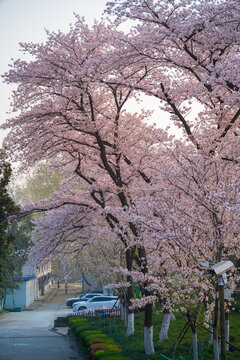 Cherry blossoms are in full bloom at Qingchuan Pavilion Scenic Area in Wuhan, Hubei, China.