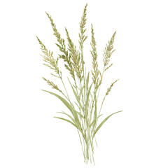 Fototapeta premium Marsh marigold, sedge, or thin fescue. Watercolor illustration. Bouquet of meadow dried flowers with leaves on a white background