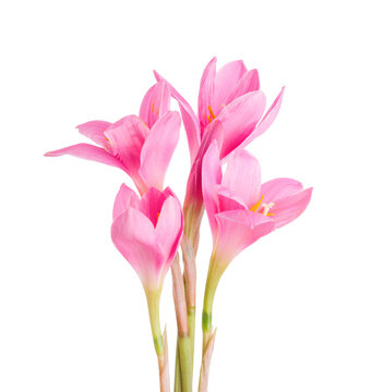 Pink Lilies isolated on a white background. Zephyranthes carinata.