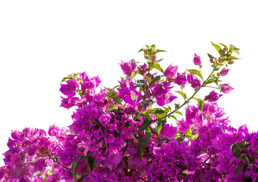Blooming  Bougainvillea  branches of magenta color isolated on white background. Selective focus.