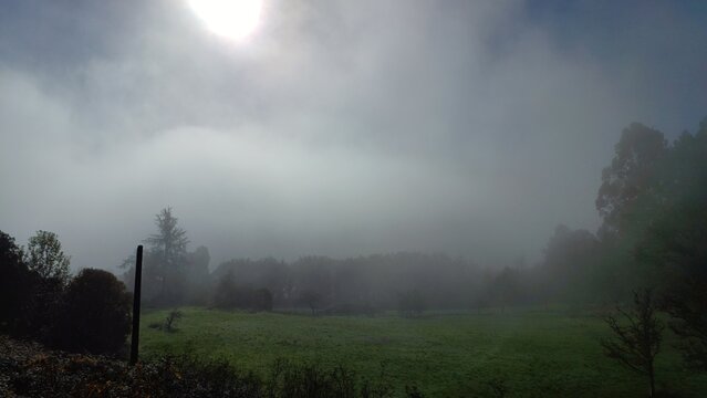 Bosque - Paisaje Sotobosque de Galicia Espa&ntilde;a