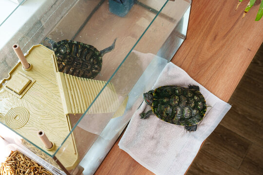 Turtle relaxing on a towel beside an aquarium while observing its reflection in the water