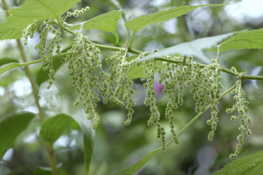 Delicate Flower Cluster of Ramie (Boehmeria nivea) in Autumn, Tohoku, Japan.