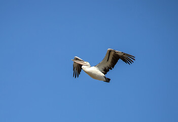 Fototapeta premium Pelican flying in formation against clear blue sky in natural wildlife scene
