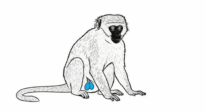 Gray monkey with black face and bright blue testicles sits on a white background