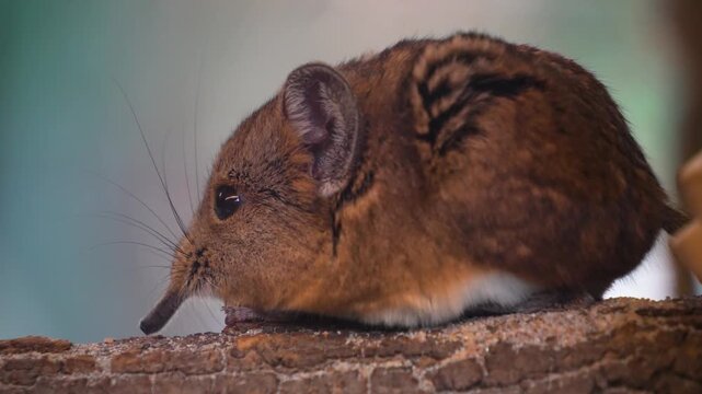 Close up view of an Elephant shrew Mouse  resting on a tree log and moving around his nose
