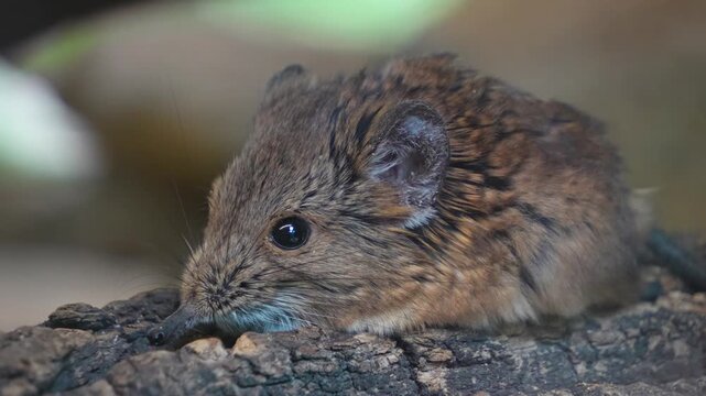 Close up view of an Elephant shrew Mouse  resting on a tree log and moving around his nose
