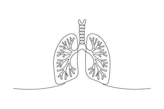 Minimalist continuous line of human lungs with bronchi and bronchioles line continuous line minimalist