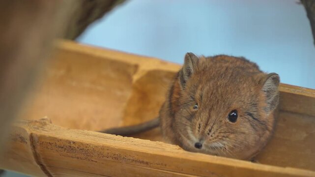 Close up view of an Elephant shrew Mouse  resting on a tree log and moving around his nose
