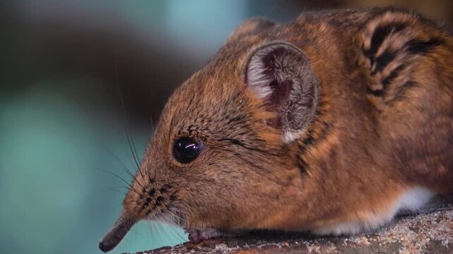 Close up view of an Elephant shrew Mouse  resting on a tree log and moving around his nose
