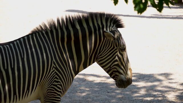 Close up of zebra standing in the shade of a tree in sand on a sunny spring day moving his head
