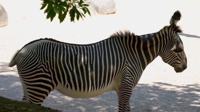 Close up of zebra standing in the shade of a tree in sand on a sunny spring day moving his head