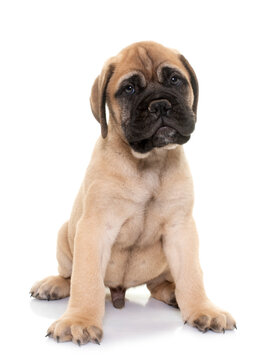 puppy bull mastiff