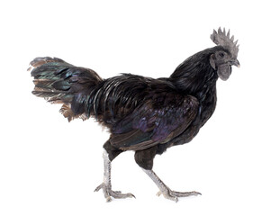 rooster ayam cemani © cynoclub