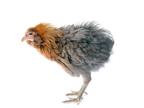gray araucana chicken