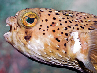 Real excellent image, detailed close-up of pufferfish with spotted pattern and large blue-green eye, swimming underwater, playing with my canon 5d3 under water camera © jodi