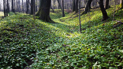 Leśna dolina porośnięta świeżym czosnkiem niedźwiedzim © kubikactive