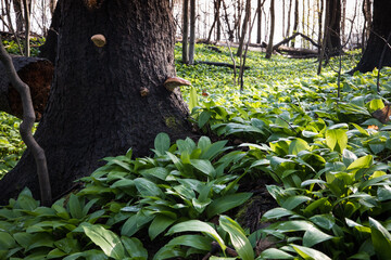 Leśna dolina porośnięta świeżym czosnkiem niedźwiedzim © kubikactive