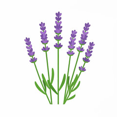 Obraz premium Lavender Flower Illustration with Purple Blossoms Isolated on White Background