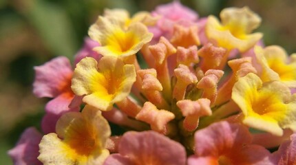 Obraz premium Macro texture of lantana flower clusters with tiny tubular petal details.