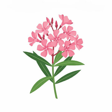 Pink Oleander Flower Illustration with Green Leaves Isolated on White Background