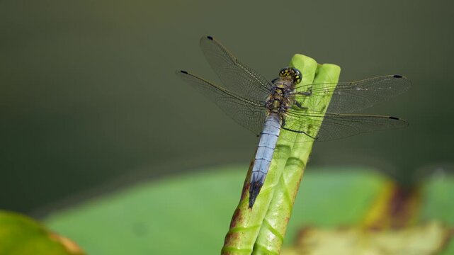 Close up of a large dragonfly resting beside a pond on a sunny day 