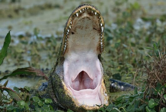 Massive Alligator Gaping Thermoregulating Yawning 