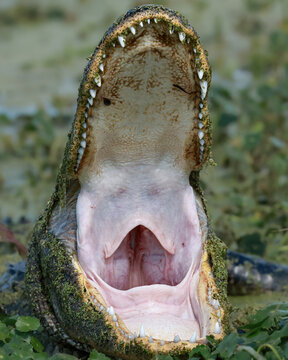 Massive Alligator Gaping Thermoregulating Yawning 