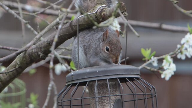 A Grey Squirrel, Sciurus carolinensis, sitting on top of a hanging bird feeder as it feeds out of top. Spring. UK