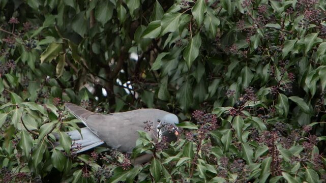 A Wood Pigeon, Columba palumbus, feeding on Ivy berries. Spring. UK