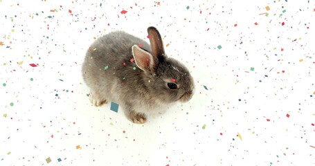 Sitting small gray rabbit resting on white seamless surface, with scattered multicolored confetti © vectorfusionart