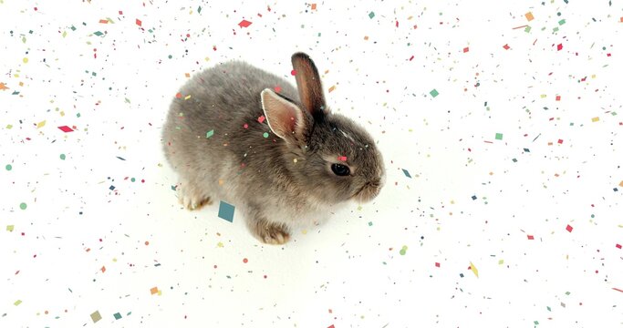 Sitting small gray rabbit resting on white seamless surface, with scattered multicolored confetti