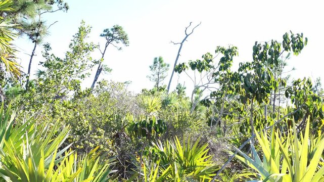 Low-angle shot of subtropical flatwoods featuring saw palmetto fronds in the foreground, diverse deciduous shrubs, and tall slash pines against a bright, clear sky in a wild coastal ecosystem.