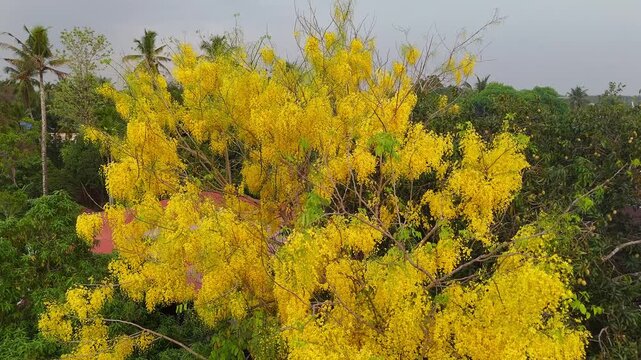 Golden blossoms of the Cassia fistula in full bloom, captured in a lush tropical setting of Kerala. symbolizing prosperity during Vishu. Indian laburnum plant Kanikonna ,