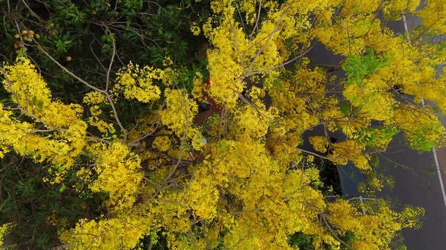 Golden blossoms of the Cassia fistula in full bloom, captured in a lush tropical setting of Kerala. symbolizing prosperity during Vishu. Indian laburnum plant Kanikonna ,