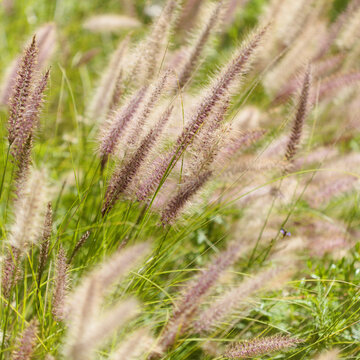 Flora of Gran Canaria -  Cenchrus setaceus, crimson fountaingrass, highly invasive species natural macro floral background
