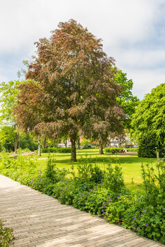 Fagus sylvatica Atropurpurea in einer Parkanlage im Fr&uuml;hling Blattaustrieb
